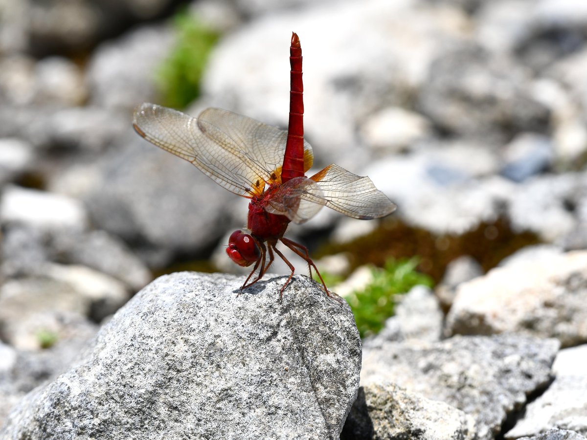 #74:
          Urothemis, Red Dragonfly, Okinawa.
          f/ at mm - Shutter Speed: - ISO: